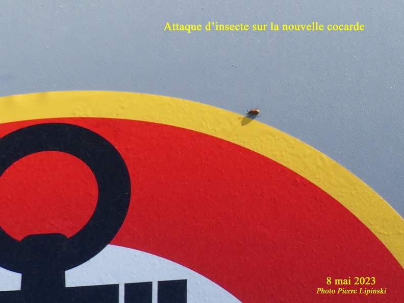 2023 05 08 CHAN-PL P1020095 Attaque d'insecte sur la cocarde nouvelle.jpg