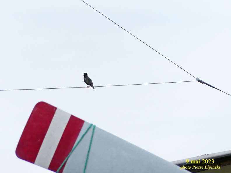 2023 05 09 CHAN-PL P1020143 Notre ami l'oiseau  nous attend sur l'antenne HF.jpg